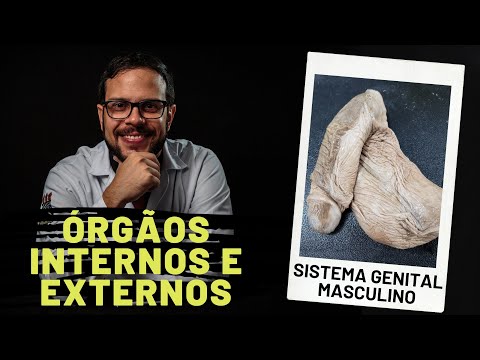 SISTEMA GENITAL MASCULINO: ÓRGÃOS INTERNOS E EXTERNOS - AULA PRÁTICA COM PROF. ANDRÉ OLIVEIRA