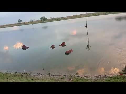 capivara na lagoa. Itapaci peacaria