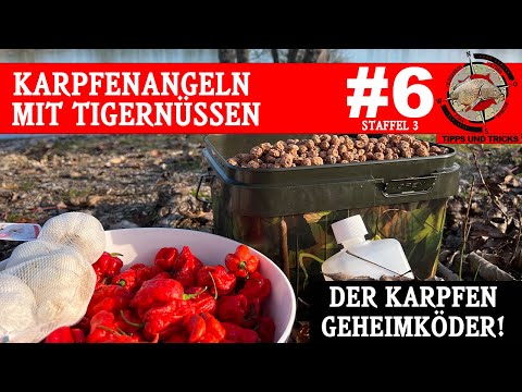 Karpfenangeln mit Tigernüssen - Karpfenangeln Tipps und Tricks | kochen,zubereiten,partikel (teach)
