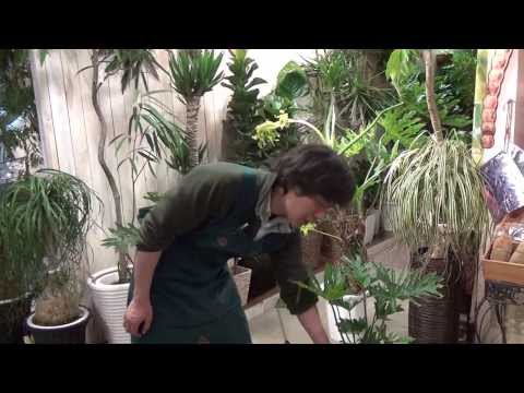 園芸 セロウム フィロデンドロン、セロウム、木のフィロデンドロン