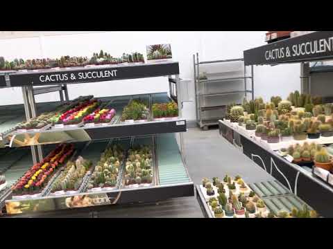 アンディーブ、フリゼレタス 植物