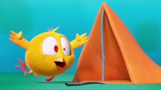 Chicky goes camping | Where's Chicky? | Cartoon Collection in English for Kids | New episodes