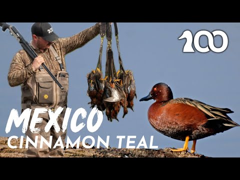 INSANE Cinnamon Teal Hunt  : EPISODE 7