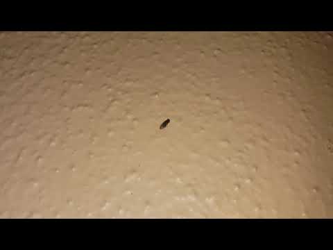 Broken HVAC Unit Causes Fruit Fly Infestation in Holmdel, NJ