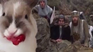 Monty Python vs Bunny Eating Raspberries!