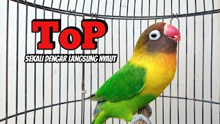 Download lagu Lovebird NGEKEK PANJANG Fighter TOP Memancing BUNYI, Sekali Dengar Langsung NYAUT mp3 Download lagu Lovebird NGEKEK PANJANG Fighter TOP Memancing BUNYI, Sekali Dengar Langsung NYAUT mp3
