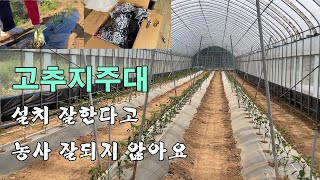 고추지주대 설치 잘한다고 농사가 잘 될까요?