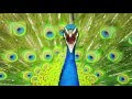 Peacock Call ~ PEACOCK Sounds- and Pictures for learning