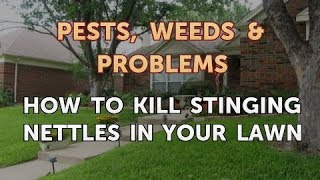 How to Kill Stinging Nettles in Your Lawn