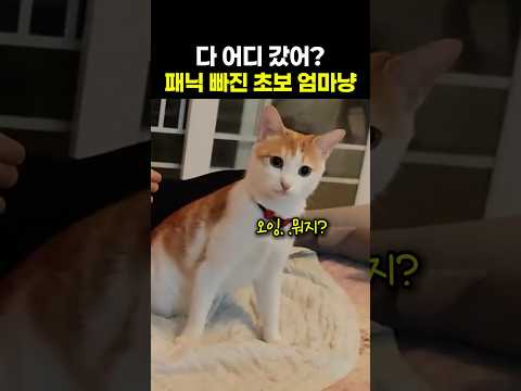 분명 젖 먹이고 있었는데.. 새끼 냥이가 사라지자 벌어진 일