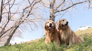 4月3日【びわ湖放送ニュース】お花見日和　野洲川の堤防沿いに約４００本のソメイヨシノ