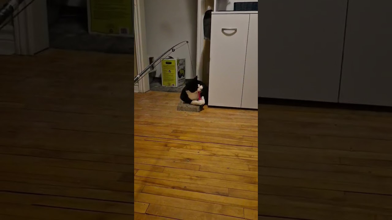 Muggins, a ADOPTABLE Domestic Short Hair in Kemptville, ON video 6/6