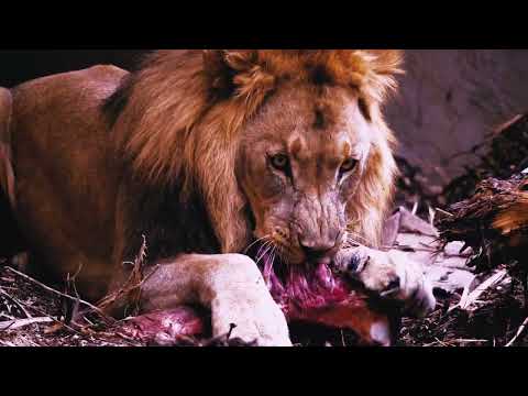 Lion's Tale (2024)