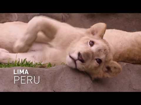 White lions charm visitors at zoo in Peru