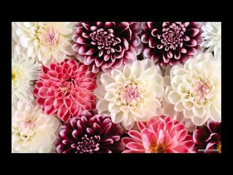 Guldashta e Ghazal - Tamaam raasta phulon bhara