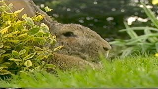 Teletubbies: Rabbits (VHS Capture) (1)