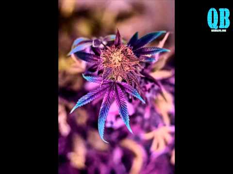 Lytronas   Dame de Fumar (MadriZamarros)