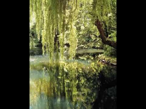 Yeni Türkü “İnatçı” Cover