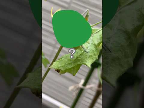 comment-faire-pousser-gingembre-dans-bac-pot-terre