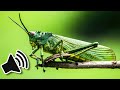 Grasshopper Sound Effects | Royalty FREE SFX
