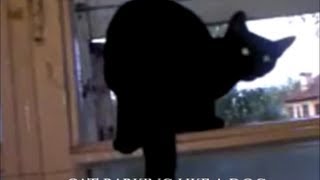 Cat barks like a dog