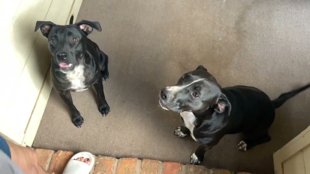 Enlarge Tia, a Adoptable mixed breed in Binghamton, NY video 6/6