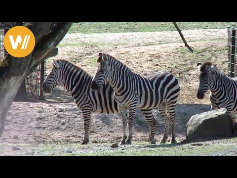 Zebra | Unsere Tierwelt (Kurze Tierdokumentation)