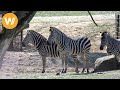Zebra Unsere Tierwelt Kurze Tierdokumentation