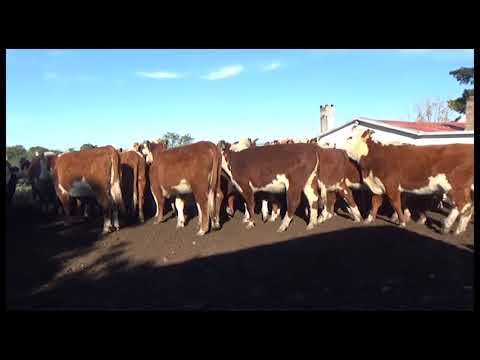 Lote 40 Vaquillonas 1 a 2 años HEREFORD 295kg - , Lavalleja