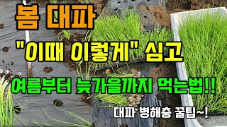 봄대파 쉽게 심고 키우는 방법 이렇게 심고 가꾸면 늦가을까지 먹습니다 #대파심는방법