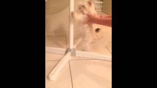 My milkshakes brings all the boys to the yard