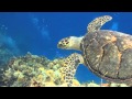 Sea Turtle Swimming In The Ocean