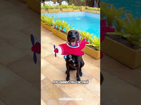 EU VOU TOMAR UM TACACÁ I VOANDO PRO PARÁ - KARAOKÃO #cachorros #cachorro