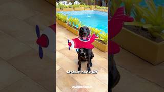 Download lagu EU VOU TOMAR UM TACACÁ I VOANDO PRO PARÁ - KARAOKÃO #cachorros #cachorro mp3