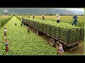 The 2025 Harvest Rush - How Farmers Reap 9.8 Billion Tons of Crops In Massive Harvests DEFAULT Thumbnail