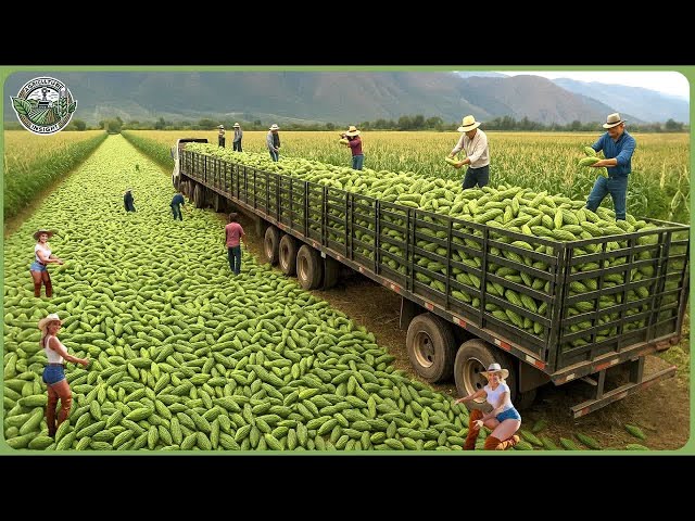 The 2025 Harvest Rush - How Farmers Reap 9.8 Billion Tons of Crops In Massive Harvests SDDEFAULT Thumbnail