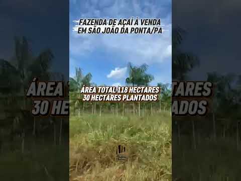 VENDA – AÇAIZAL EM São João da Ponta no Estado do Pará. Área total: 118 hectares.