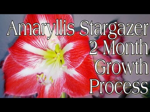 🌺Amaryllis Stargazer 2 Month Growth Process / Time-Lapse