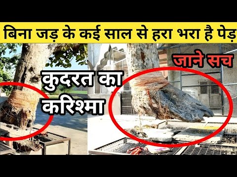 बिना जड़ के हरा भरा है यह पेड़ । bina jad ka ped । Adbhut ped। rahsyamayi ped।Haryana Hansi ka ped