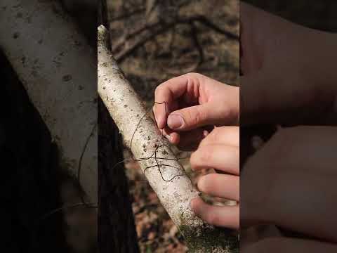 How To Make A Squirrel Pole Snare Trap