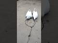 Pigeon Trap Easy Pigeons Trap Best Kabootar Trap Shorts
