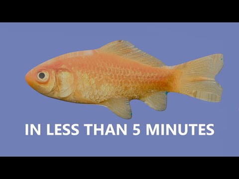 How to create a gold fish in Blender Tutorial