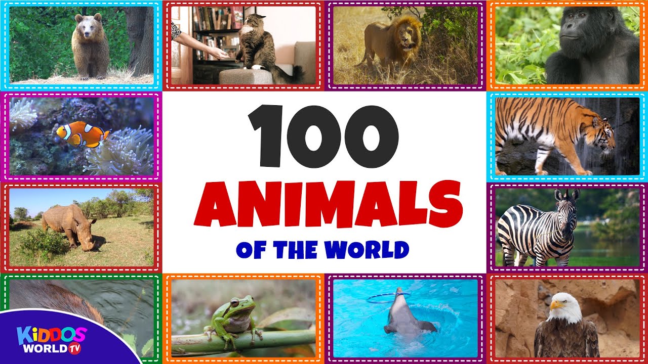 100 Animals of the World - Learning the Different Names and Sounds of the Animal Kingdom