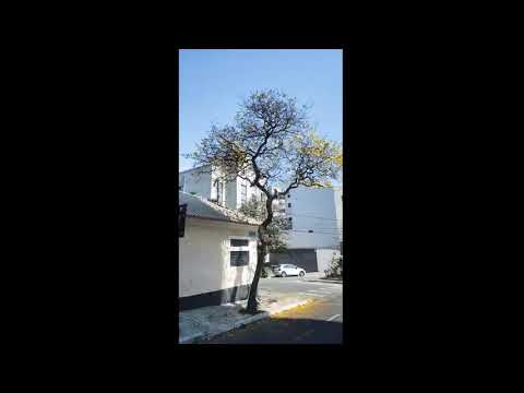 Rua Maquerobi/Rua Itaipu/Ipê amarelo#sãopaulo #lugares #ruas #saopaulo #saopaulo #ipeamarelo