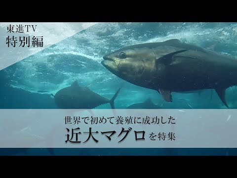 コンピュータ理工学科 【世界初】近畿大学がマグロの養殖に成功できた秘密に迫る（東進TV）