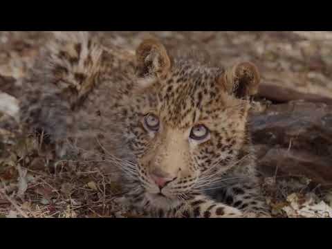 Eagles Too Dangerous Catch Baby Warthog, Daring Baboon Herd Rescue But Fails   Leopard vs Warthog