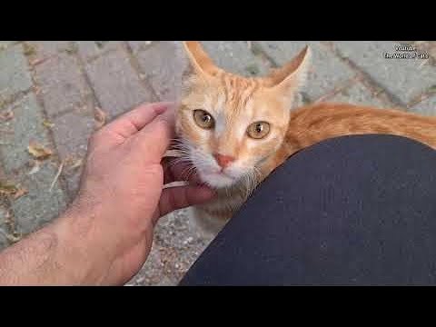 When I Summoned the Hungry Cats and they all came running to me.