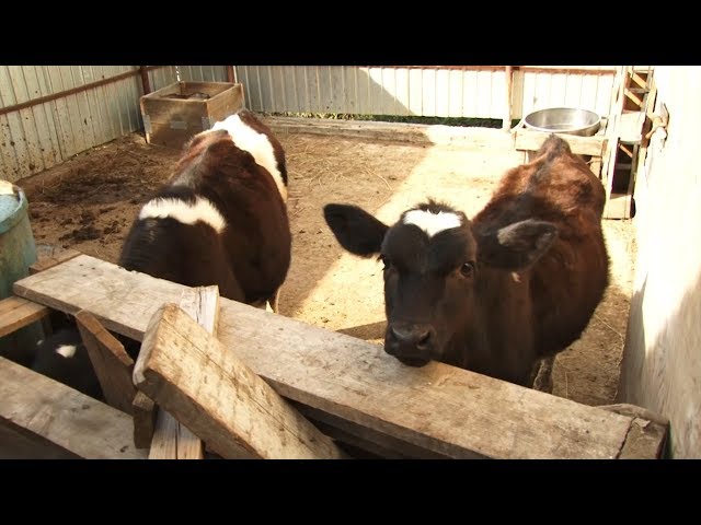 3 000 рублей за бесхозную корову