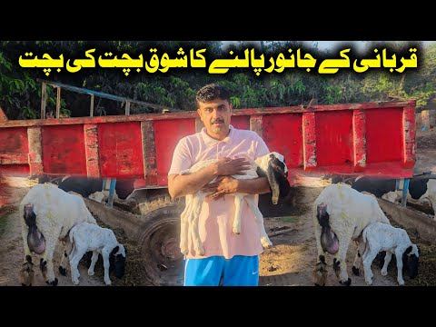 Animals for Eid ul Azah