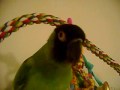Lucky the nanday conure talking
